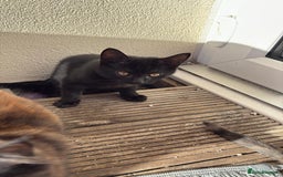 Mixed Breed cats for sale: Kitten  - Image 3