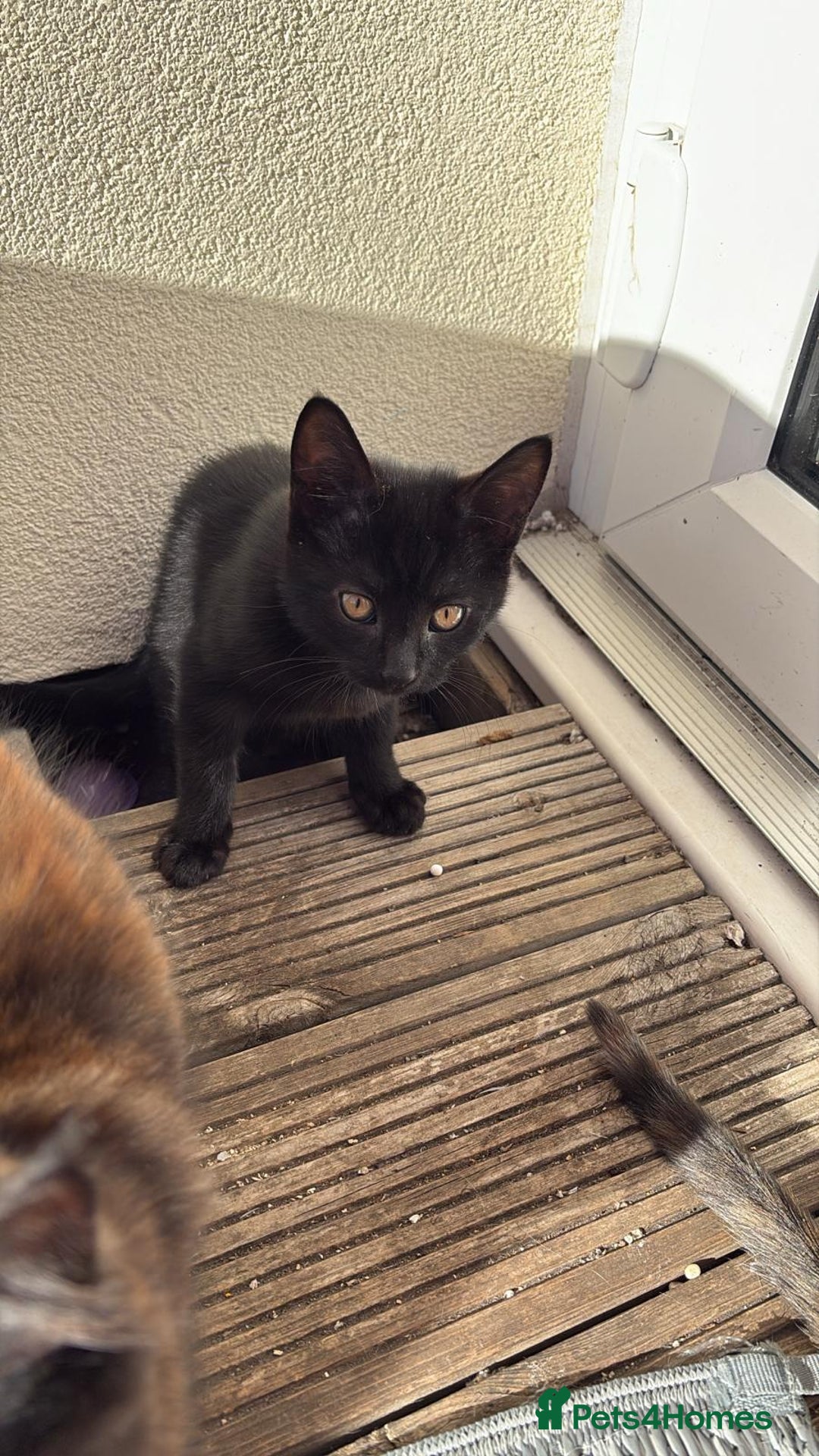 Mixed Breed cats for sale: Kitten  - Image 3