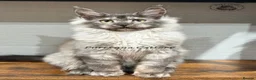 Maine Coon cats for sale: TICA registered Maine coon kittens READY NOW - Advert 11