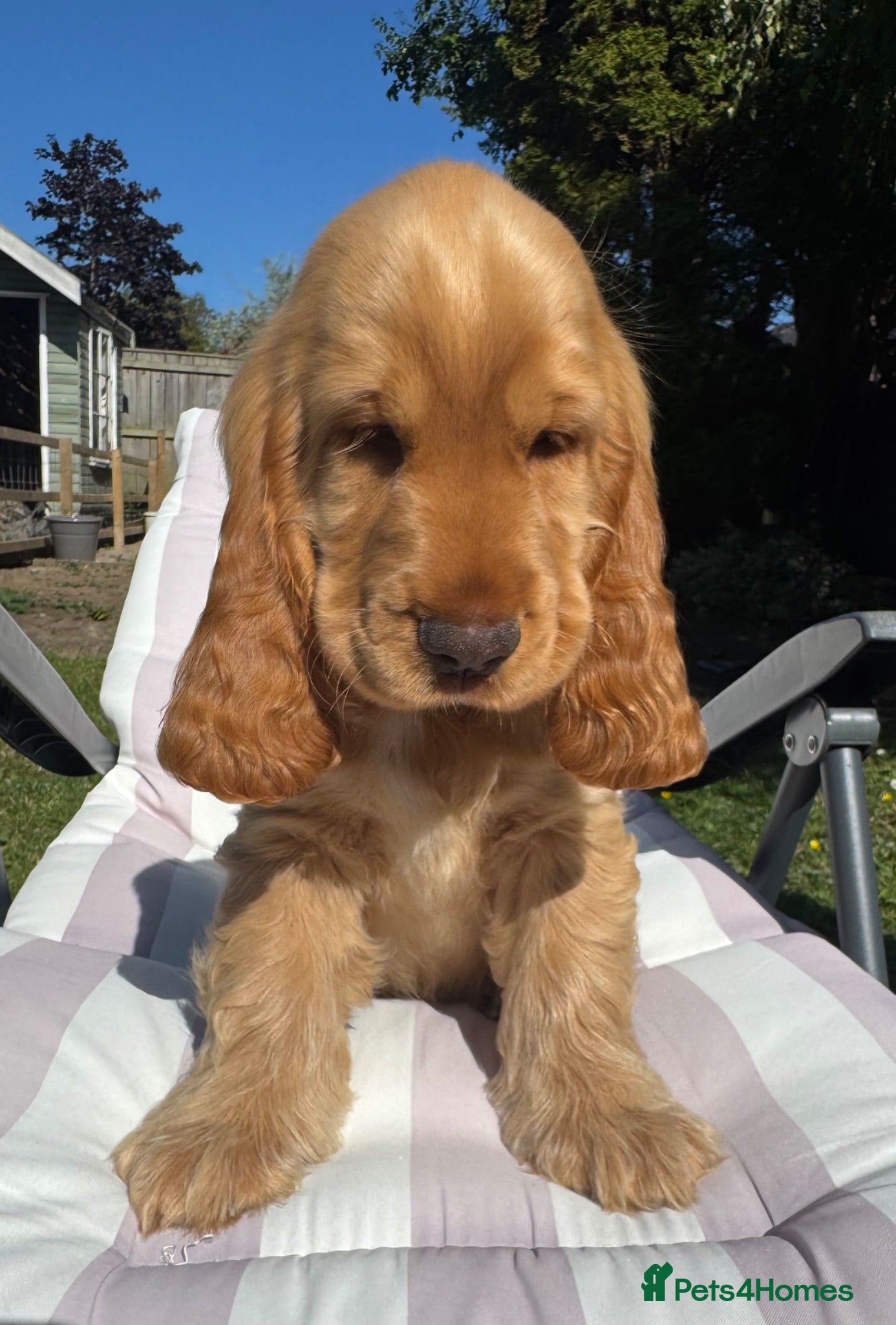 Cocker Spaniel dogs Gold Boy- Quality Simbawood Lines TRUE SHOW Cocker - Advert 9