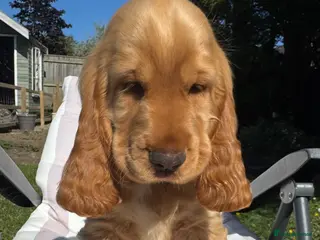 Cocker Spaniel dogs Gold Boy- Quality Simbawood Lines TRUE SHOW Cocker - Advert 9