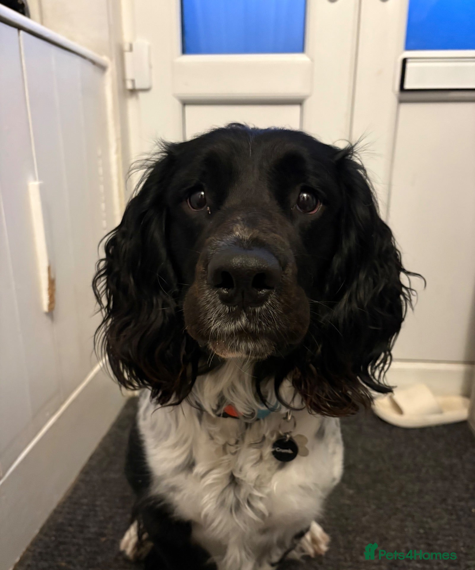Sprocker dogs Stunning Merle & Traditional B/W Sprocker Puppies  - Advert 2