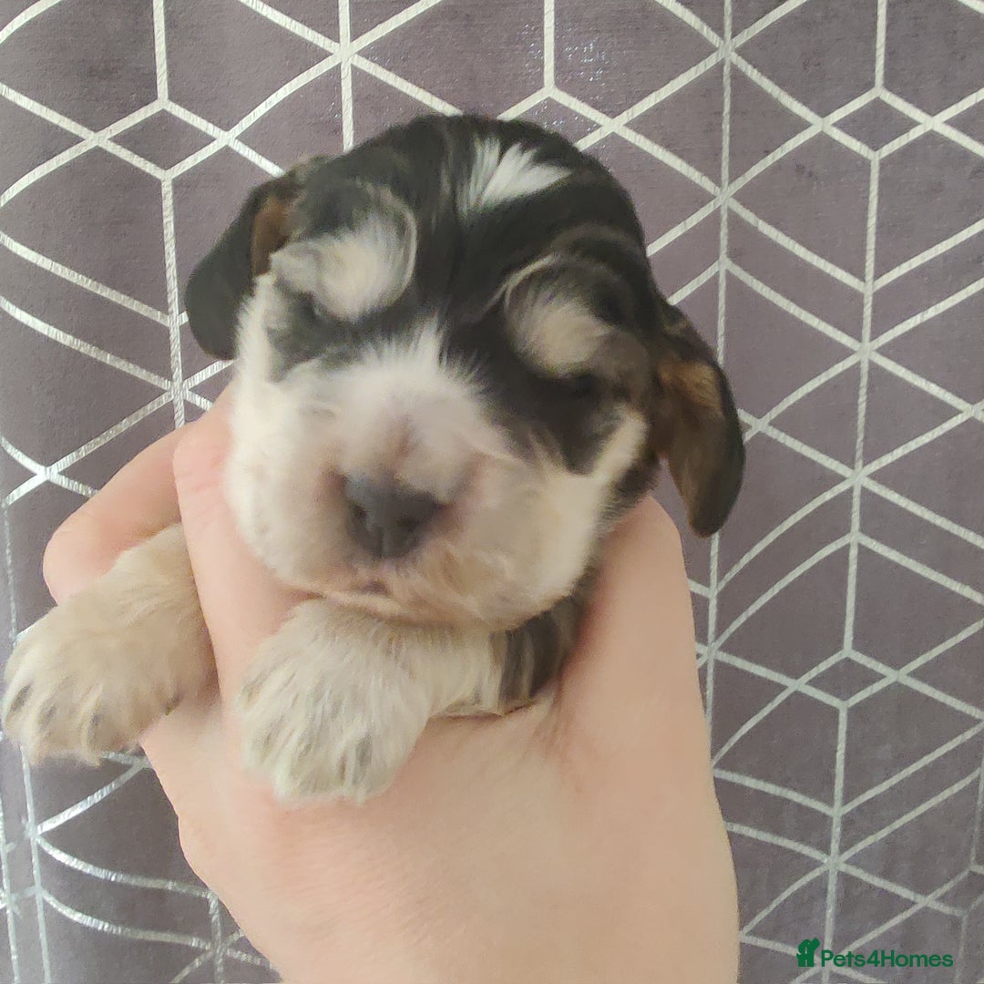 Cocker Spaniel dogs for sale: Show Type Cocker Spaniels Health Tested Parents  - Image 25