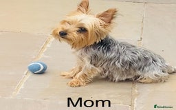 Yorkshire Terrier dogs for sale: Miniature Yorkshire terrier - Image 12