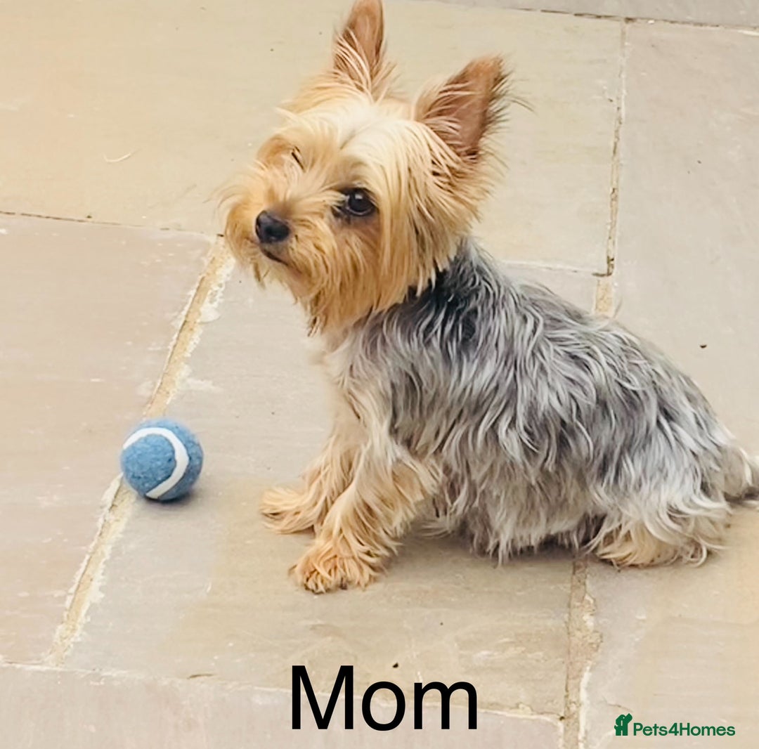 Yorkshire Terrier dogs for sale: Miniature Yorkshire terrier - Image 12