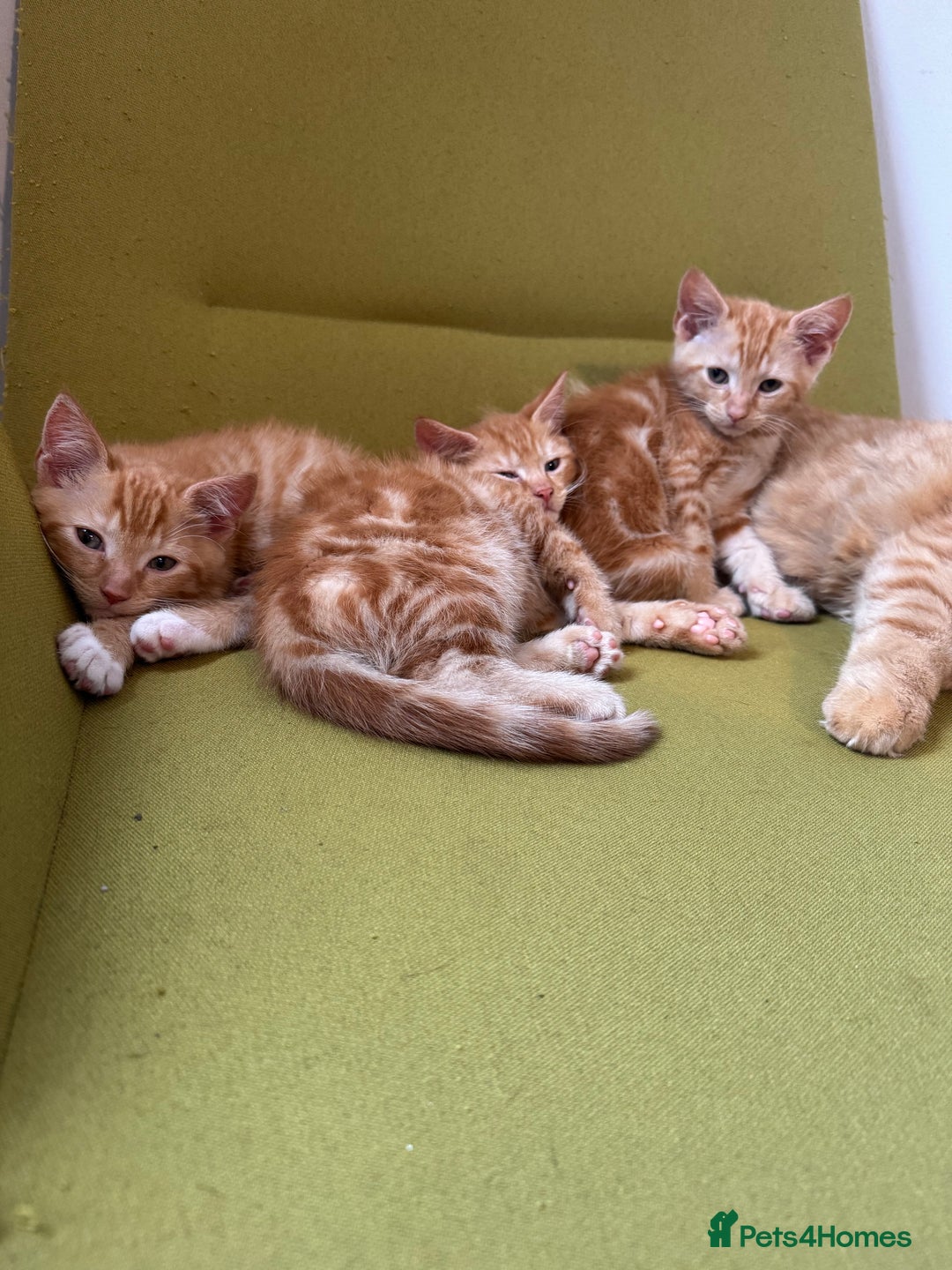 Mixed Breed cats for sale: 3 x Ginger Tabby Male Kittens  - Advert 5