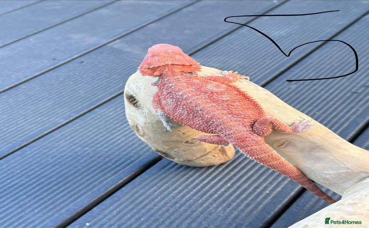 Bearded Dragon reptiles - Advert 5