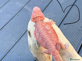 Bearded Dragon reptiles - Advert 1