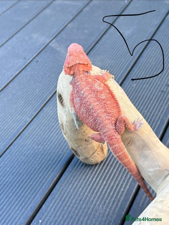 Bearded Dragon reptiles - Advert 1