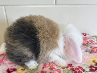 Mini Lop rabbits Beautiful litter of mini lop babies for sale - Advert 9