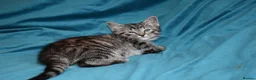 Mixed Breed cats for sale: 6 Gorgeous kittens for sale - Advert 37