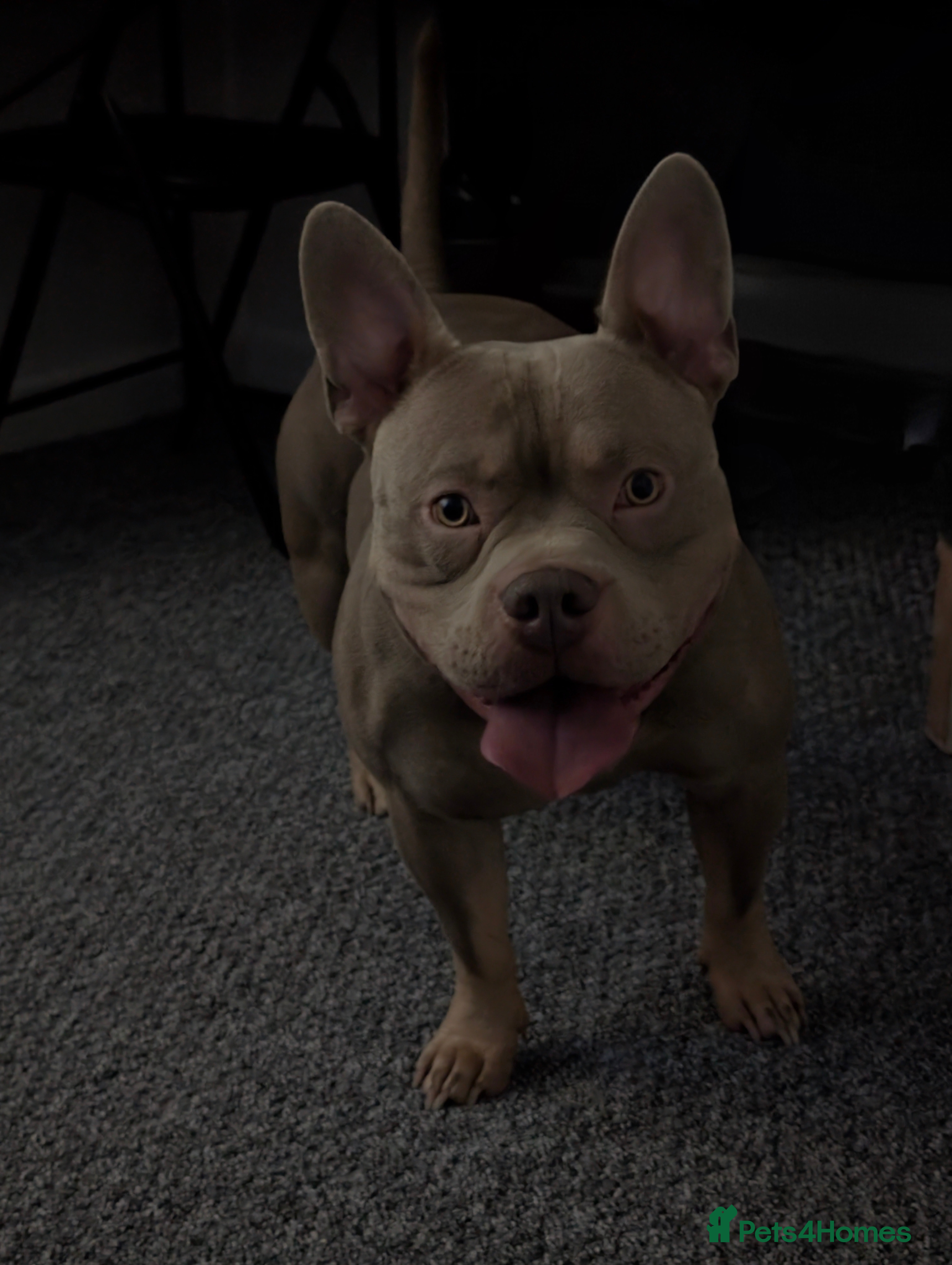 Mixed Breed dogs Frenchie x pocket bully  - Advert 1