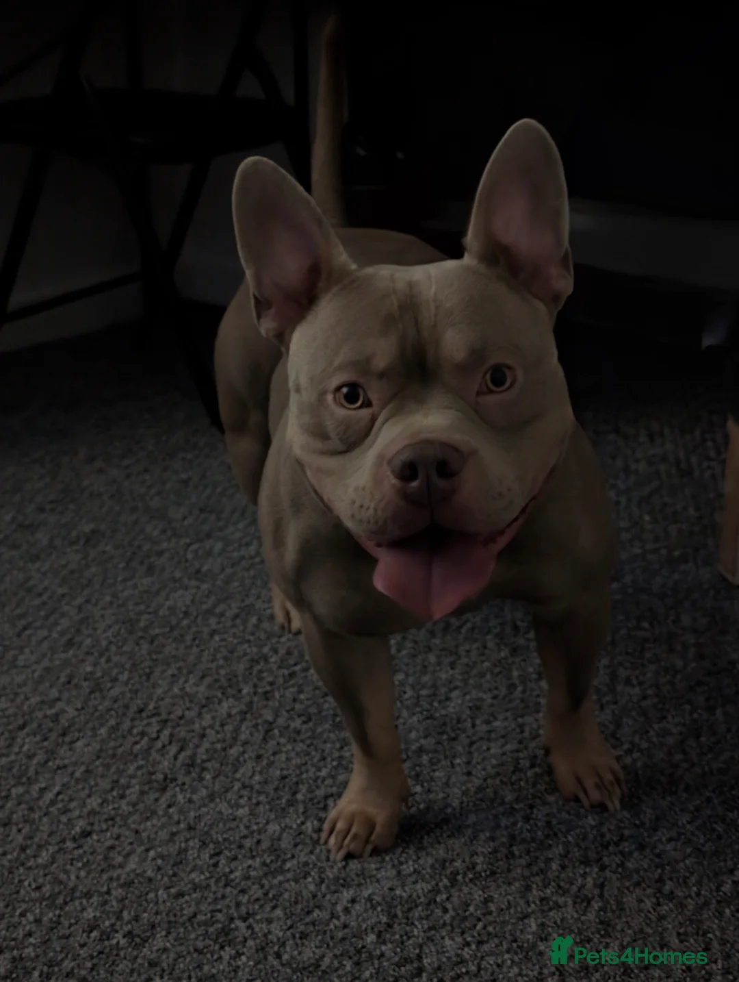 Mixed Breed dogs for sale: Frenchie x pocket bully  - Advert 1