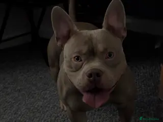 Mixed Breed dogs Frenchie x pocket bully - Advert 1