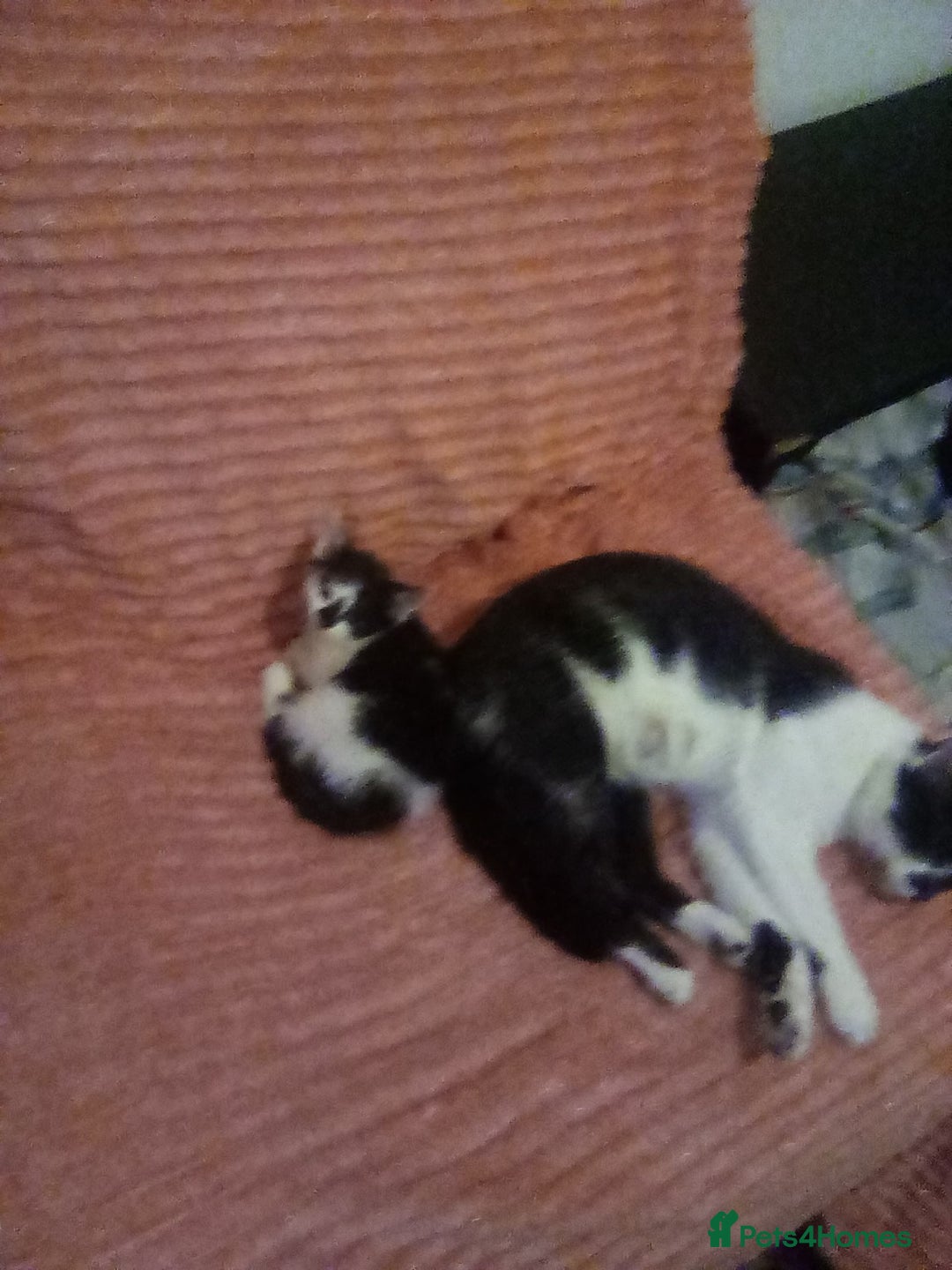 Abyssinian cats for sale: small cats  - Image 2