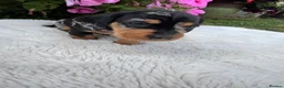 Dachshund dogs for sale: Standard wire haired dapple dachshund  in Worcester - Advert 11