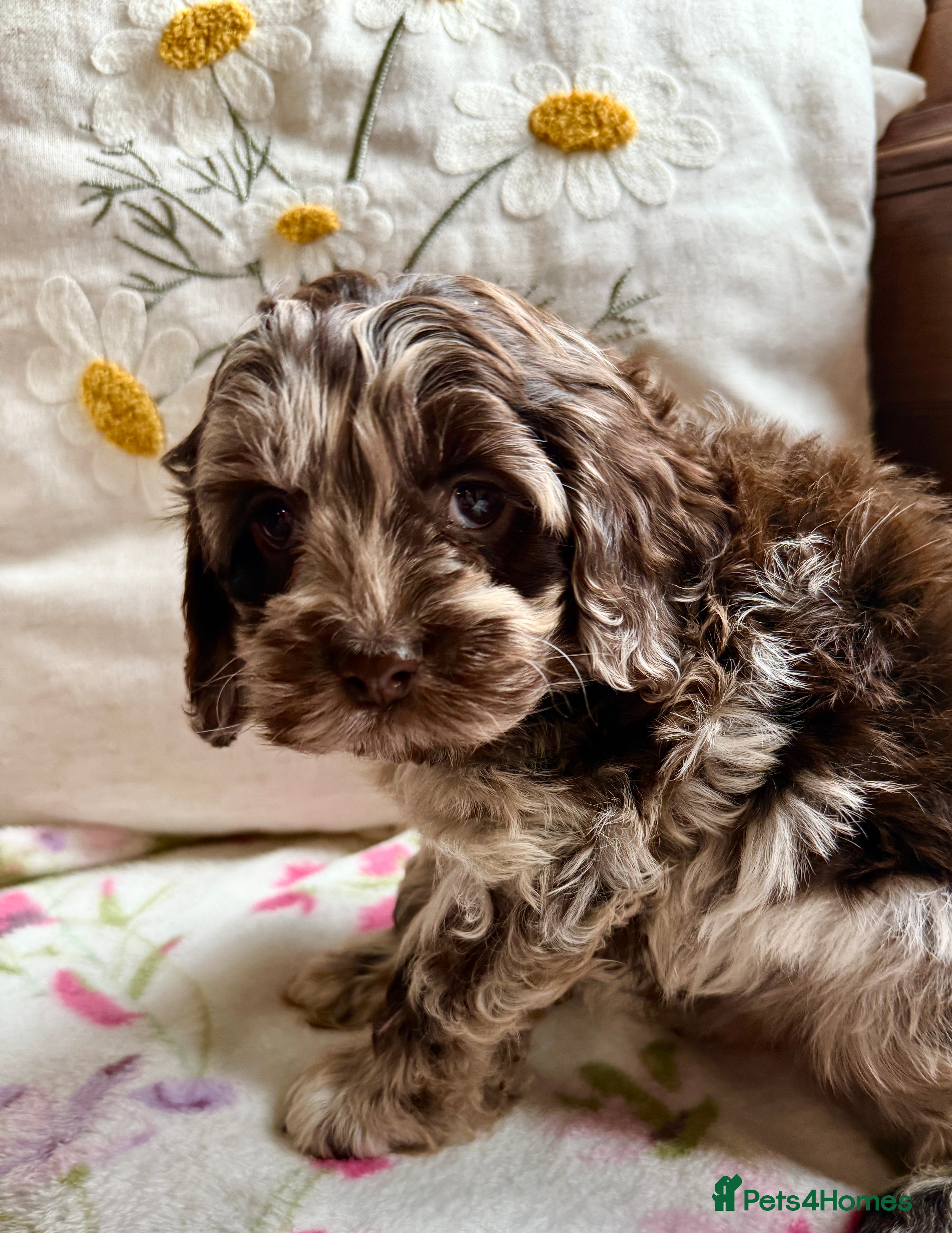 Cockapoo dogs Chocolate merl and tan point American cockapoo  - Advert 12