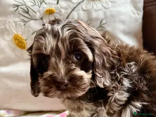 Cockapoo dogs Chocolate merl and tan point American cockapoo - Advert 12
