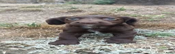 Cocker Spaniel dogs for sale: READY NOW - Cocker Spaniel Puppies - Advert 16