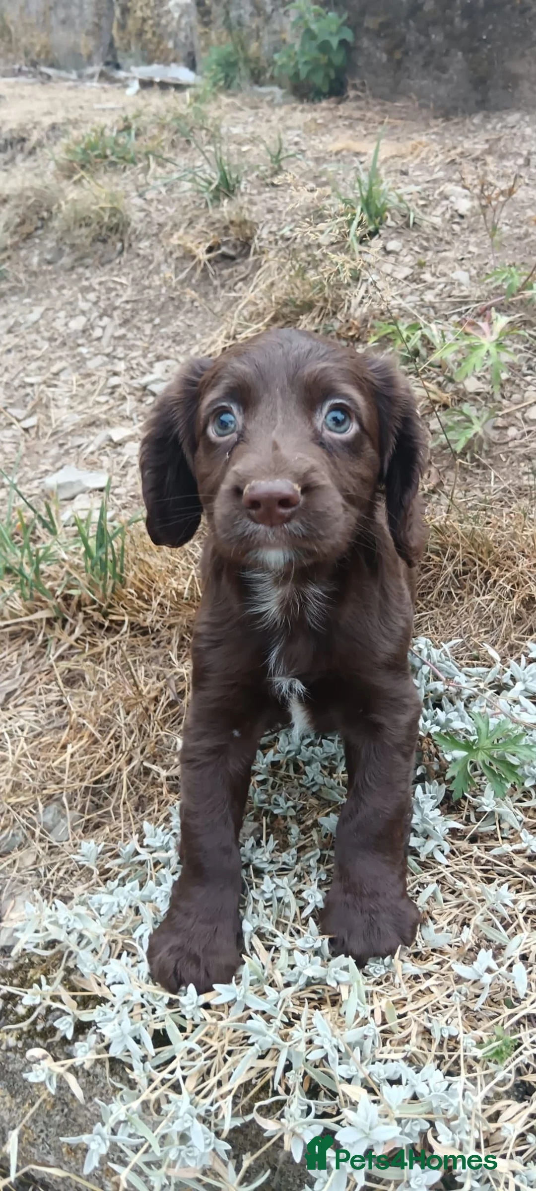 Cocker Spaniel dogs for sale: READY NOW - Cocker Spaniel Puppies - Advert 16