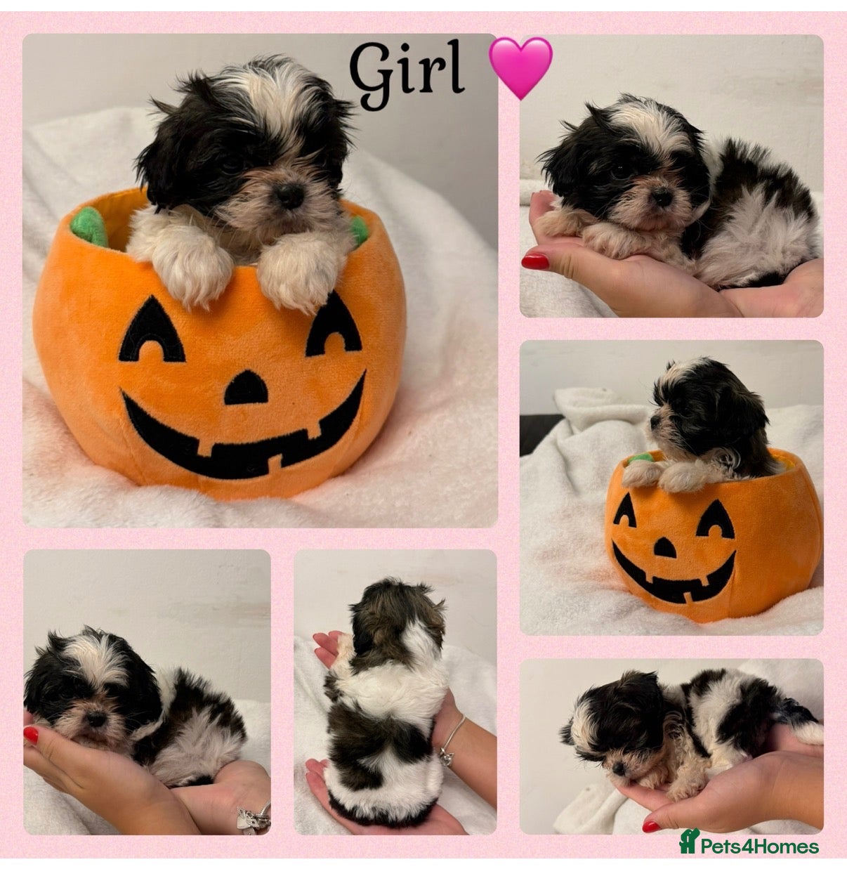 Shih Tzu dogs Only 3 girls left now 🥰🩷 - Advert 2