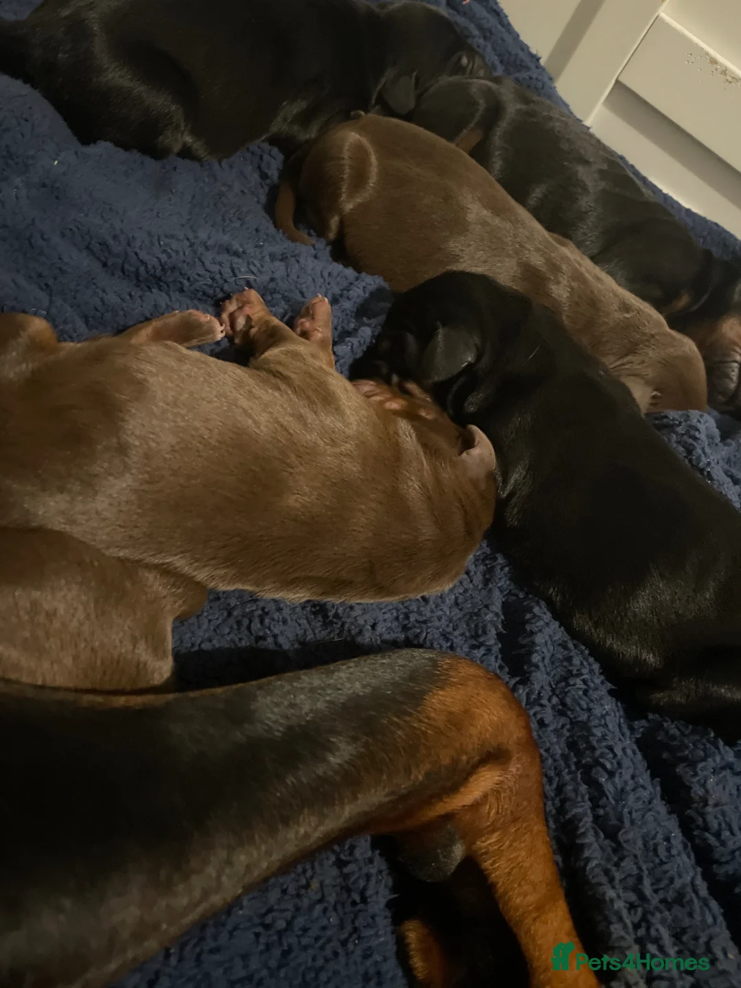 Dobermann dogs for sale: Doberman puppys for sale  - Advert 2