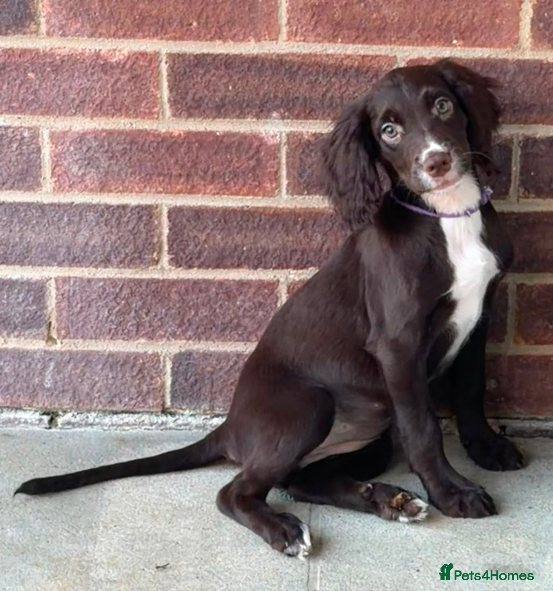 Sprocker dogs 5* Sprocker puppies - Advert 1