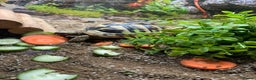 Tortoise reptiles for sale: Tilly the hurman tortoise  - Advert 1