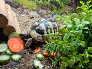 Tortoise reptiles Tilly the hurman tortoise - Advert 1