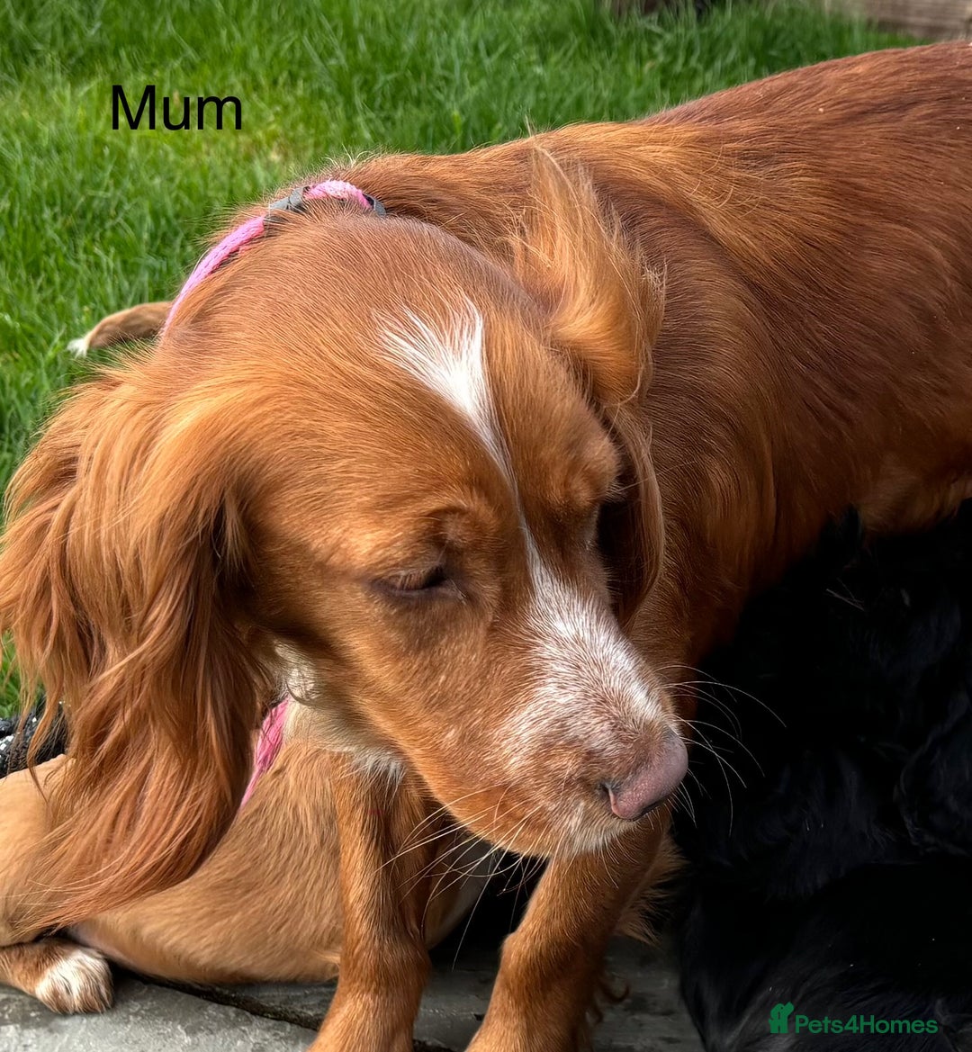 Cocker Spaniel dogs for sale: Quality Cocker Spaniel Puppies - Advert 13
