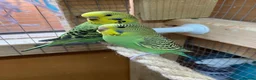 Budgerigars birds for sale: Baby budgies  - Advert 12