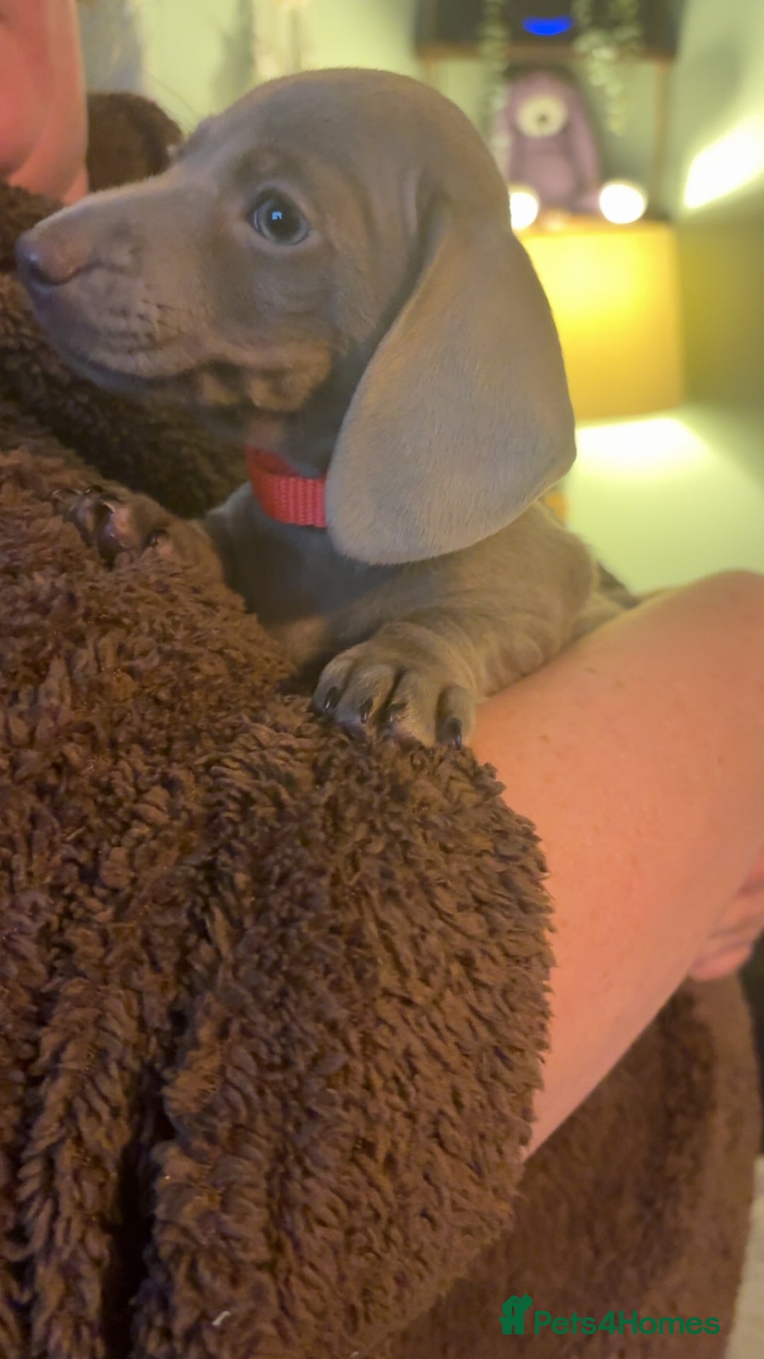 Miniature Dachshund dogs for sale: ISABELLA AND TAN MINIATURE DACHSHUND PUPPIES  - Advert 13