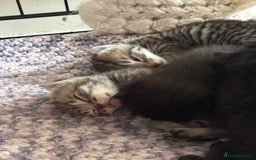 British Shorthair cats for sale: 5 British short hair kittens  - Image 11