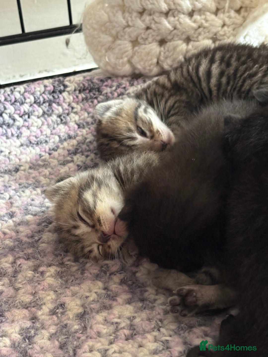 British Shorthair cats for sale: 5 British short hair kittens  - Image 11
