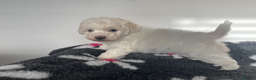 Miniature Poodle dogs for sale: Gorgeous Miniature Poodle puppies - Advert 10