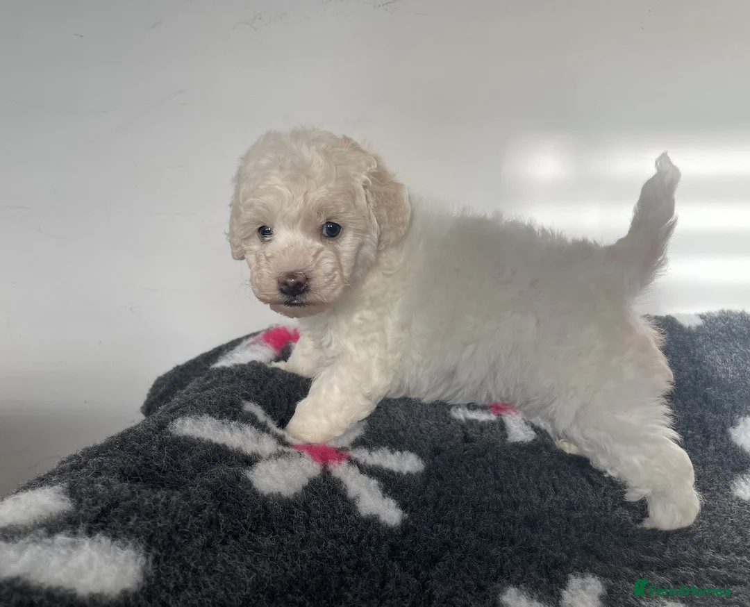 Miniature Poodle dogs for sale: Gorgeous Miniature Poodle puppies - Advert 10