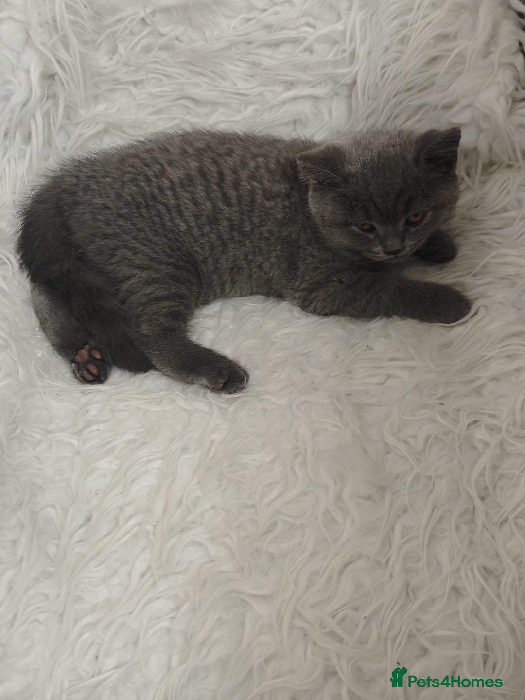 British Shorthair cats for sale: British Shorthair Blue-Grey Girl Kitten - Advert 2
