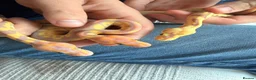 Python Snake reptiles for sale: Beautiful Banana Clown  - Advert 8