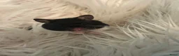 Hamster rodents for sale: Female Baby Syrian Hamster in York - Advert 1