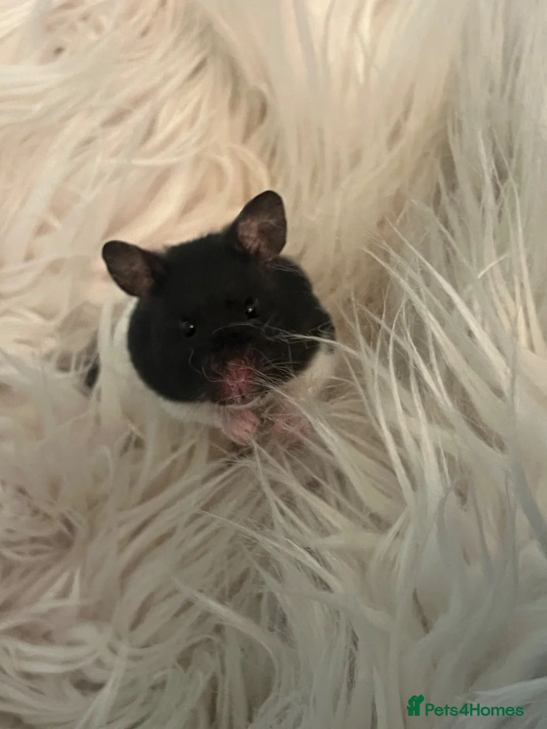 Hamster rodents for sale: Female Baby Syrian Hamster in York - Advert 1
