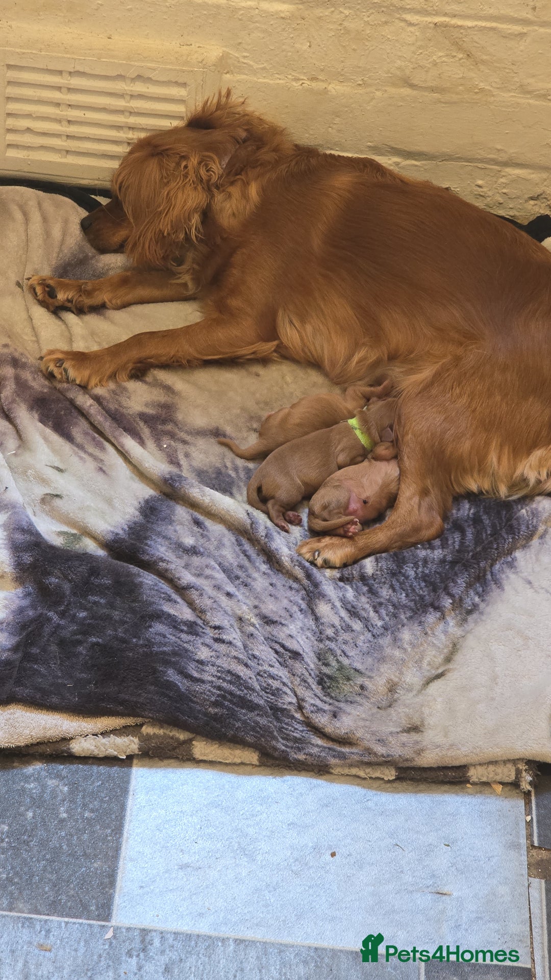 Cavalier King Charles Spaniel dogs for sale: Ruby cavalier king charles puppies  - Image 17