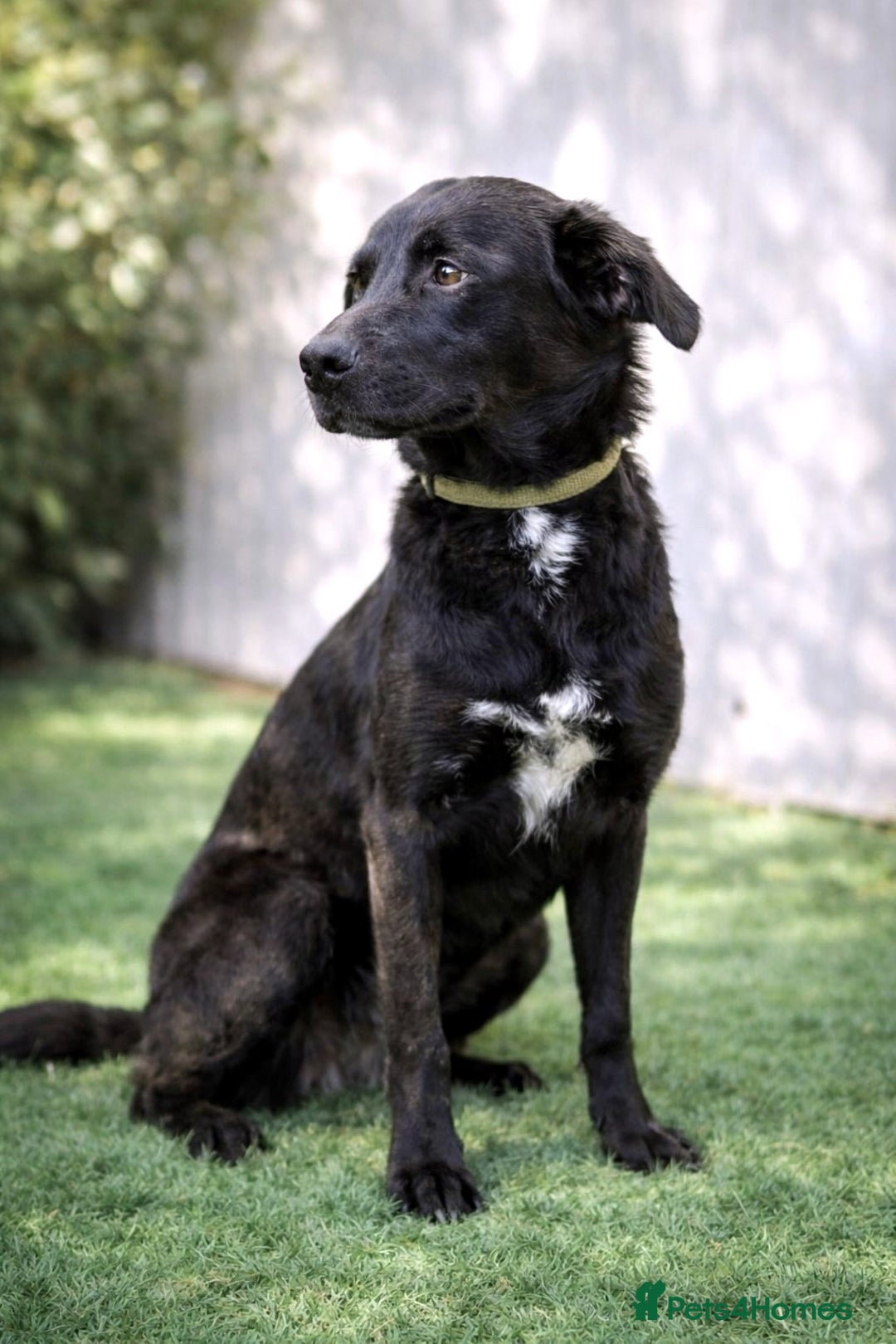 Mixed Breed dogs for adoption: Twix 🐶💛 Sweet, Sunny and Ready to Love - Advert 1