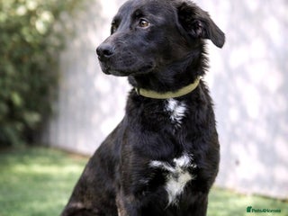 Mixed Breed dogs Twix 🐶💛 Sweet, Sunny and Ready to Love - Advert 1