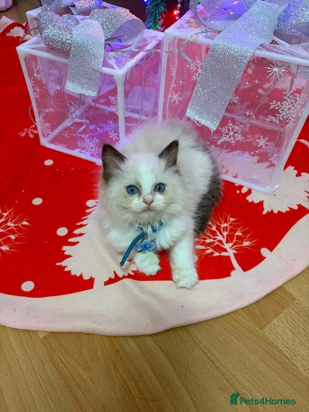 Ragdoll cats for sale: 8 Ragdoll cats for sale - Advert 20