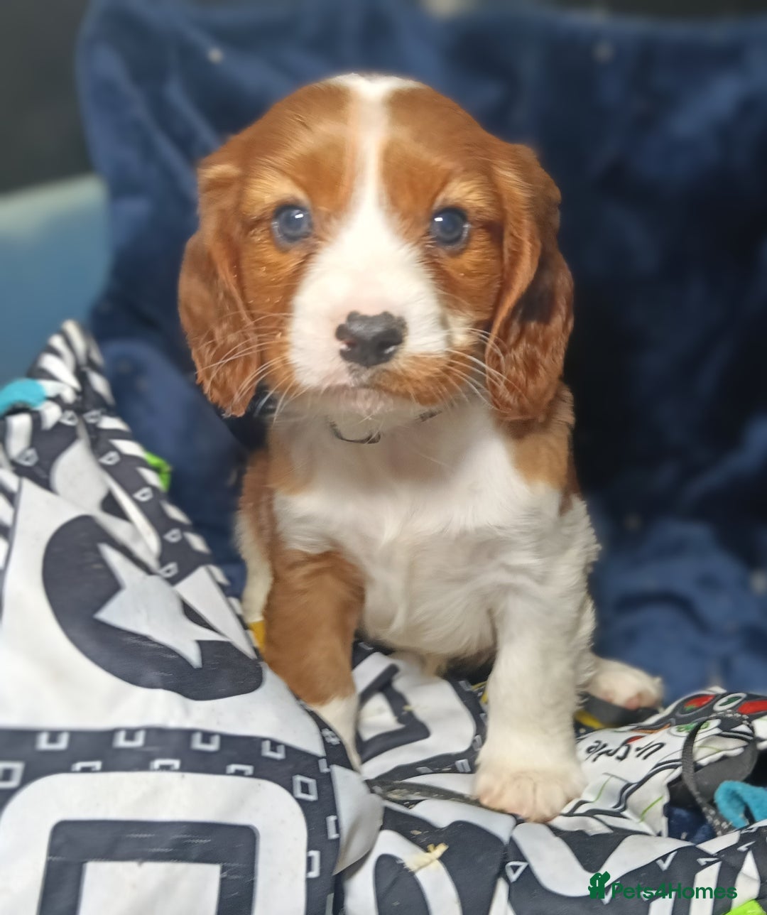 Cavalier King Charles Spaniel dogs for sale: 🩷KC Registered Cavalier King Charles Spaniels 🩷 - Image 8