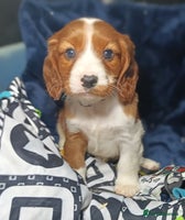 Cavalier King Charles Spaniel dogs - Advert 4