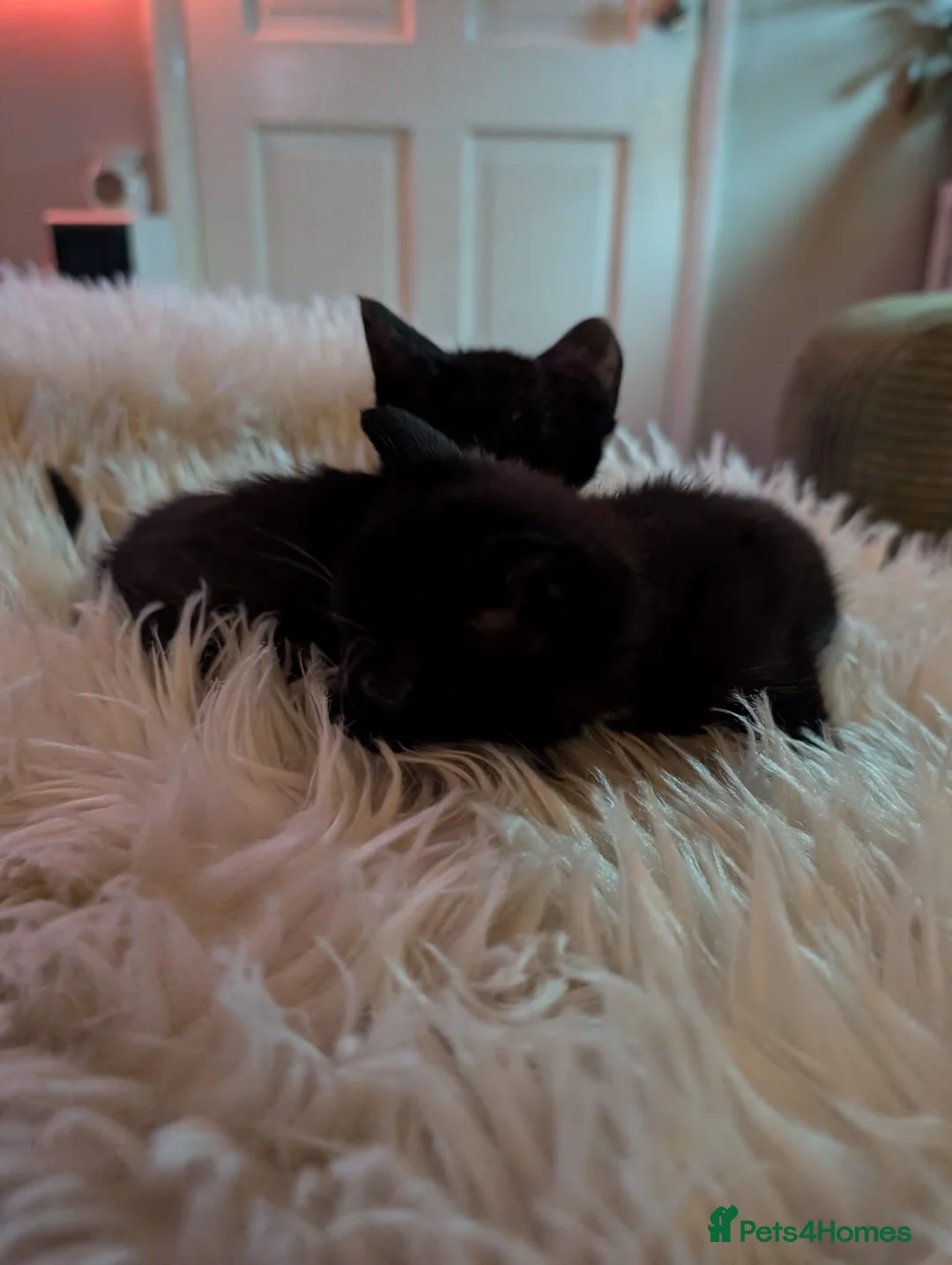 Mixed Breed cats for sale: Beautifull kittens - Advert 7