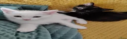 European cats for sale: Adorable Kittens - Advert 11