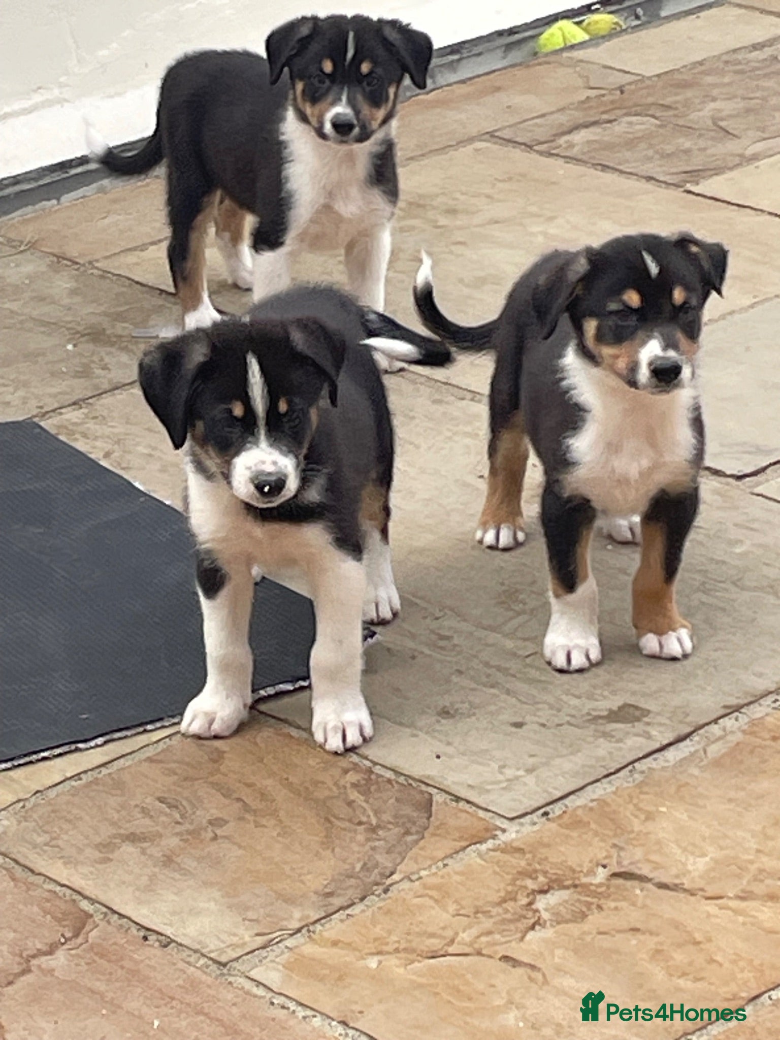 Australian Shepherd dogs Boys and girls available  - Advert 2