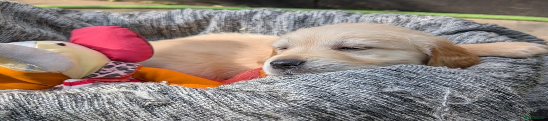 Golden Retriever Puppy 7 "Shortcake"